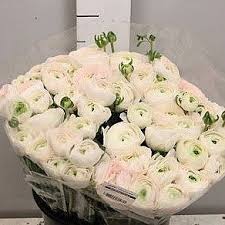 Pin On Favorite Flowers