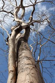 Image result for Millettia stuhlmannii