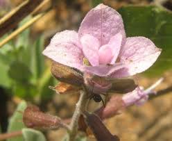 Image result for Syncolostemon elliottii