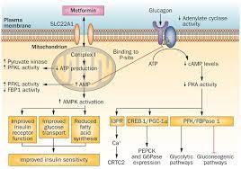 Mechanism By Which Metformin Influence Metabolic Changes In Human Metformin Metabolism Endocrine System