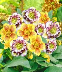 Wann blüht helleborus niger (christrose) « am: Christrosen Pflege So Pflegen Sie Ihre Christrose Richtig