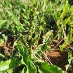 Image result for Chlorophytum gallabatense