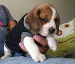 Jager Beagle Beagle Puppy Cute Beagles Cutee Animals
