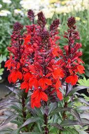 Pin On Gardening