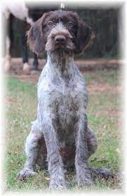 Apartment living is difficult with a gwp, unless you can take him outside often. German Wirehaired Pointer Puppies Pointer Puppies German Wirehaired Pointer Puppy German Wirehaired Pointer