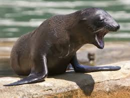 Maybe you would like to learn more about one of these? Bagaimana Anjing Laut Tidur Dengan Separuh Otak Tekno Tempo Co