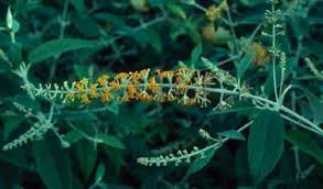 Image result for Buddleja madagascariensis