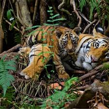 Nacido en una villa en el corazón de la india, trabaja en una tienda de té. Reportajes Y Fotografias De Tigre En National Geographic