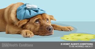 Best Home Remedies For Dog Vomiting Dogs Naturally Aggressive Dog Dog Throwing Up Your Dog