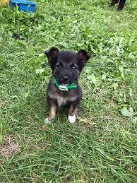 super shenok staffordshirskij terer shenok shenki