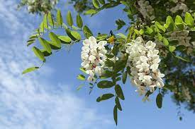 A plant should have a trunk at least 3 inches wide and be at least 13 feet tall at two ash tree species native to the united states have orange berries. 8 Different Types Of Locust Trees Their Uses Trees Com