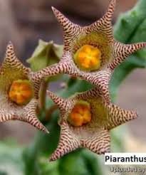 Image result for Orbea melanantha
