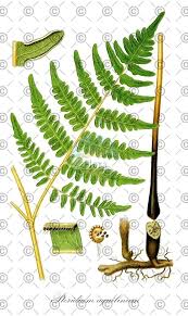 Image result for Pteridium aquilinum