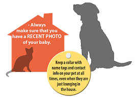 How to help when a loved one loses a pet, according to therapists. Lost Pet