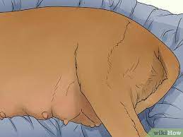 3 Ways To Know When A Dog Is Done Giving Birth Wikihow