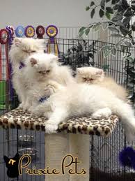Get the best brush for long haired cats today! The Importance Of Brushing Your Cat Out How To Guide