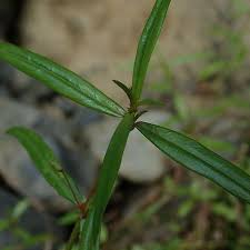 Image result for Oldenlandia lancifolia