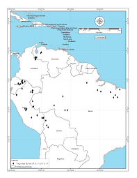 Image result for Rhytachne subgibbosa