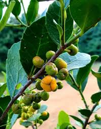 Image result for Maytenus undata