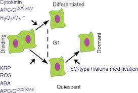 Interphase is further divided into the g1 (gap 1), s (synthesis), and g2 (gap 2) phases, which definition: Cell Cycle Arrest In Plants Botany One
