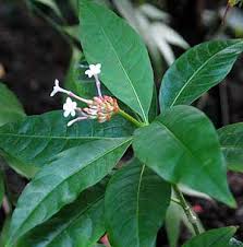 Image result for Rauvolfia mombasiana