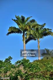 Image result for Roystonea oleracea