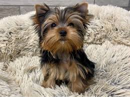 Image result for white yorkshire terrier