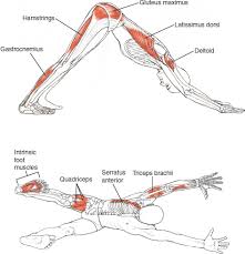 Adho Mukha Svanasana Leslie Kaminoff Yoga Anatomy Illustrated By Sharon Ellis Loved And Pinned By Www Downdogboutiq Exercices De Yoga Idees Yoga Pose Yoga