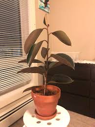 Fill a plastic pot that is 2 inches larger than the current pot, half full of potting soil. Why Is The The Top Half Of My Rubber Tree Drooping I Repotted It A Week Ago I Used Potting Soil Perlite Then Topped It Off W Some Leca To Prevent Gnats