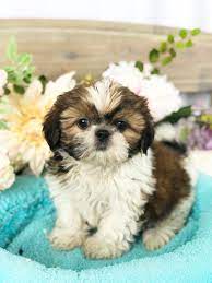 Buy shih tzu puppies and get the best deals at the lowest prices on ebay! Shih Tzu For Sale In Lynchburg Va Local Pet Store Petopia