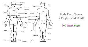 Human body parts name list. Human Body Parts Names In English And Hindi Man And Women Body Parts