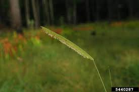 Image result for Ctenium