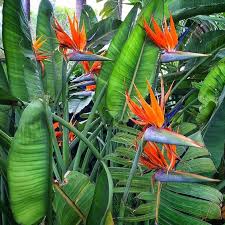Bird Of Paradise Plant Varieties Australia Rupert On Instagram Bird Of Paradise Plants In The Wild Well A Hotel Garden Birdofparadiseplant Birds Of Paradise Plant Paradise Plant Birds Of Paradise