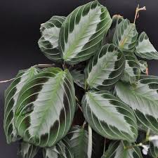 Image result for maranta