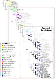 Image result for Macphersonia