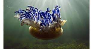 Upside Down Jellyfish Ocean Creatures Sea Animals Sea And Ocean