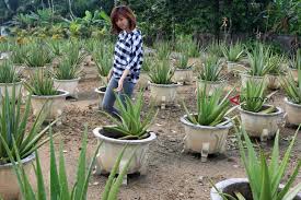 Entdecke rezepte, einrichtungsideen, stilinterpretationen und andere ideen zum ausprobieren. Produk Lidah Buaya Pontianak