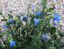 Image result for Vigna pygmaea