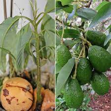 We did not find results for: Avocado Seed Germination Time Temperature Process Gardening Tips