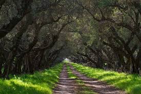 Why Pay More For Olive Oil When It S So Cheap At The Grocery Store Kelly The Kitchen Kop California Olive California Olive Oil California
