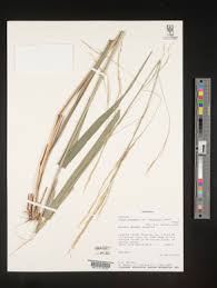 Image result for Stereochlaena cameronii