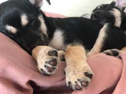 Journey Home Animal Rescue Journey Home Animal Rescue Facebook