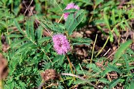Image result for Mimosa mossambicensis