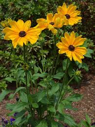 Pin On Flowers