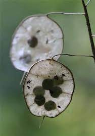 Money Plant Seeds In 2021 Dollar Plant Silver Dollar Plant Planting Seeds