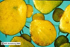 Image result for Spirodela polyrrhiza
