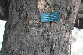 Image result for Albizia forbesii