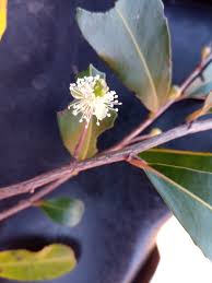 Image result for Aphloiaceae