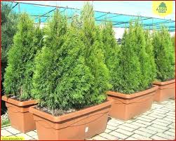 arborvitae growth rate busanamuslim co