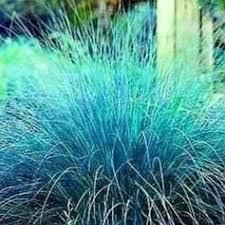 Image result for Eragrostis congesta